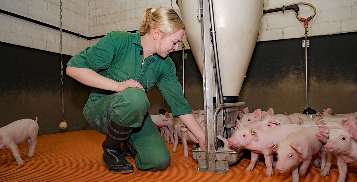 Futterhygiene in der Schweinehaltung, junge Frau kontrolliert Futterautomaten in der Ferkelbucht